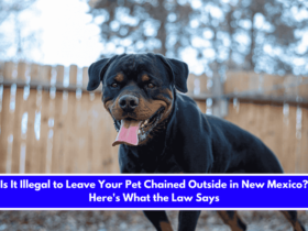 Is It Illegal to Leave Your Pet Chained Outside in New Mexico Here's What the Law Says