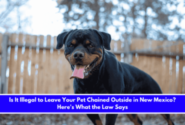 Is It Illegal to Leave Your Pet Chained Outside in New Mexico Here's What the Law Says