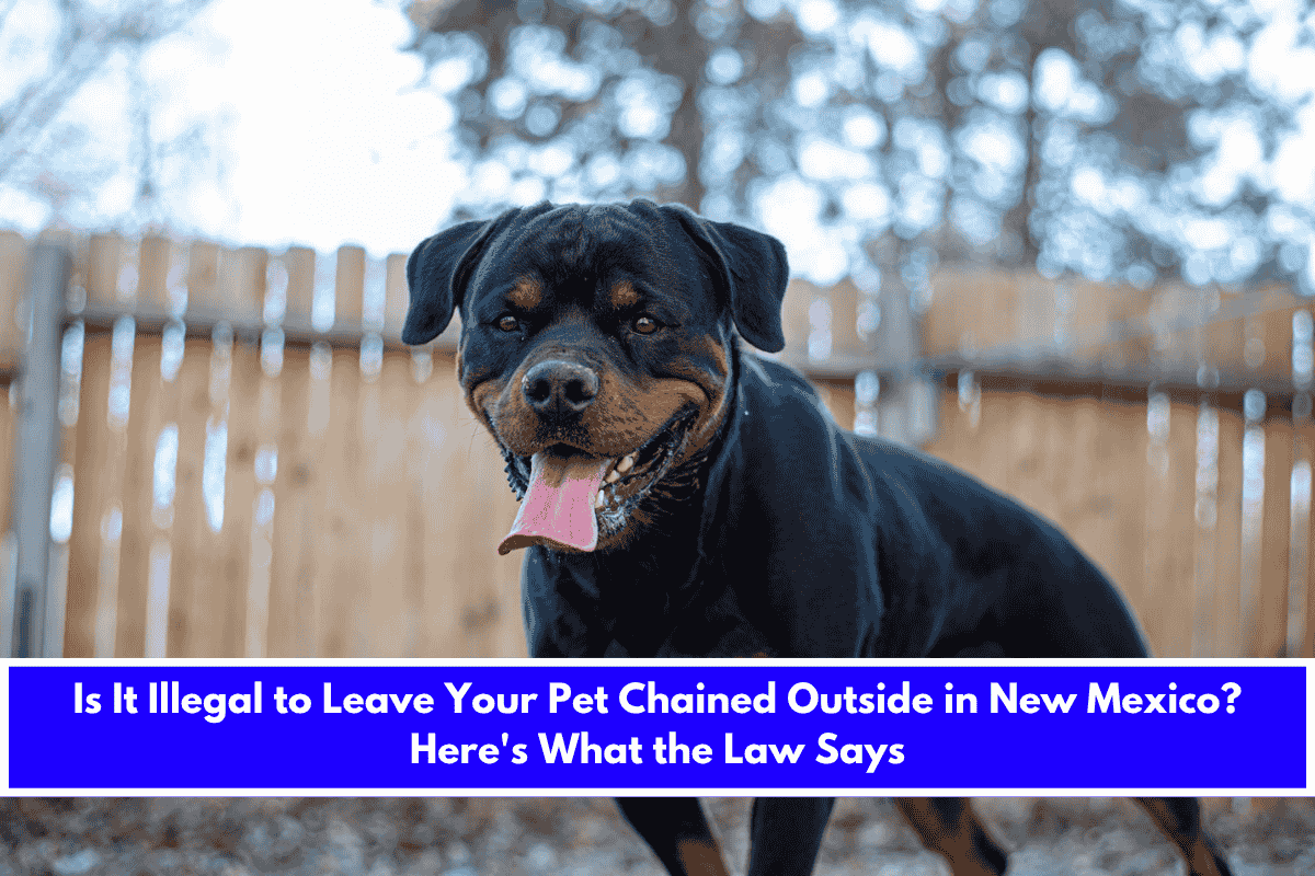 Is It Illegal to Leave Your Pet Chained Outside in New Mexico Here's What the Law Says