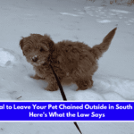 Is It Illegal to Leave Your Pet Chained Outside in South Dakota Here's What the Law Says