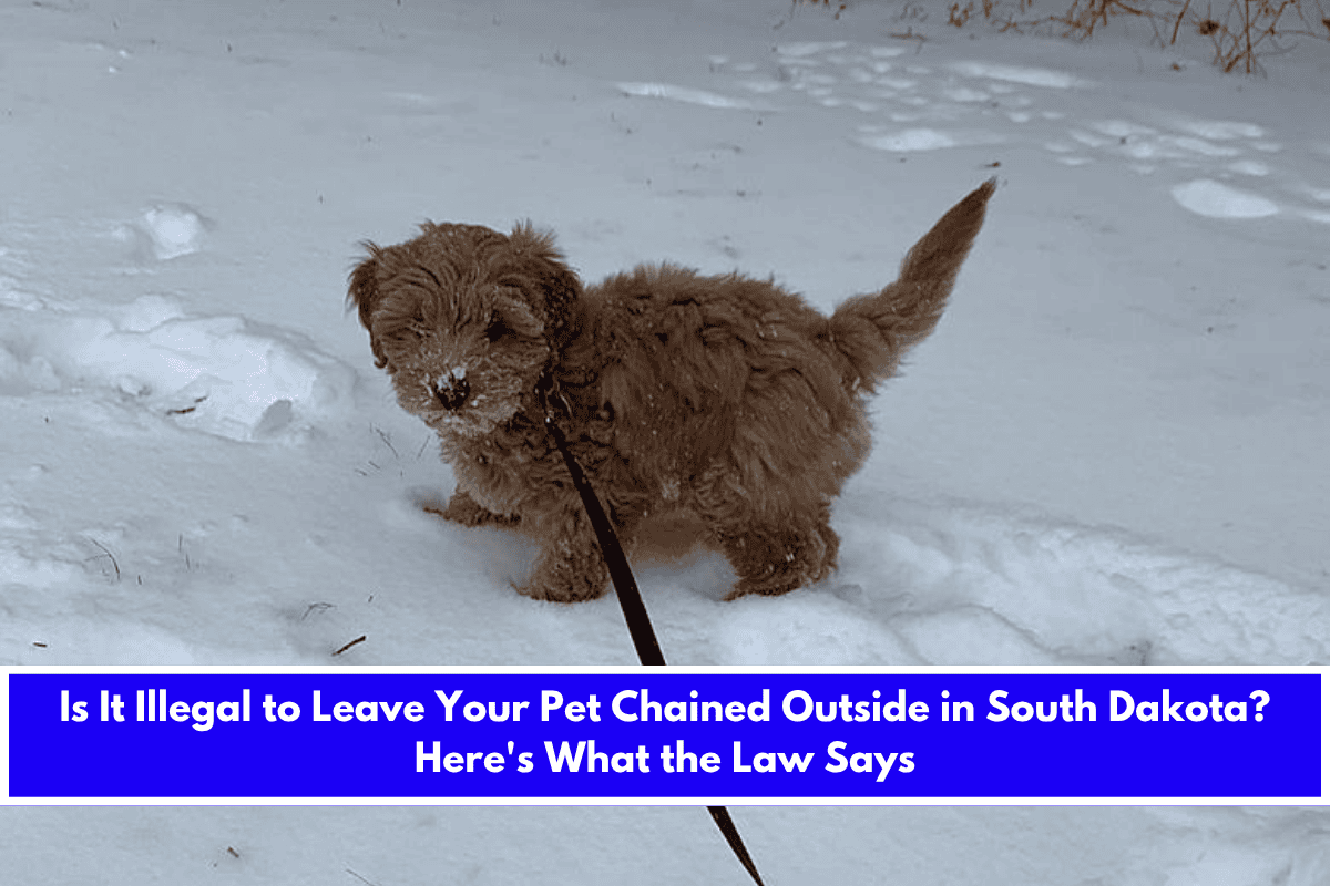 Is It Illegal to Leave Your Pet Chained Outside in South Dakota Here's What the Law Says
