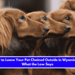 Is It Illegal to Leave Your Pet Chained Outside in Wyoming Here's What the Law Says