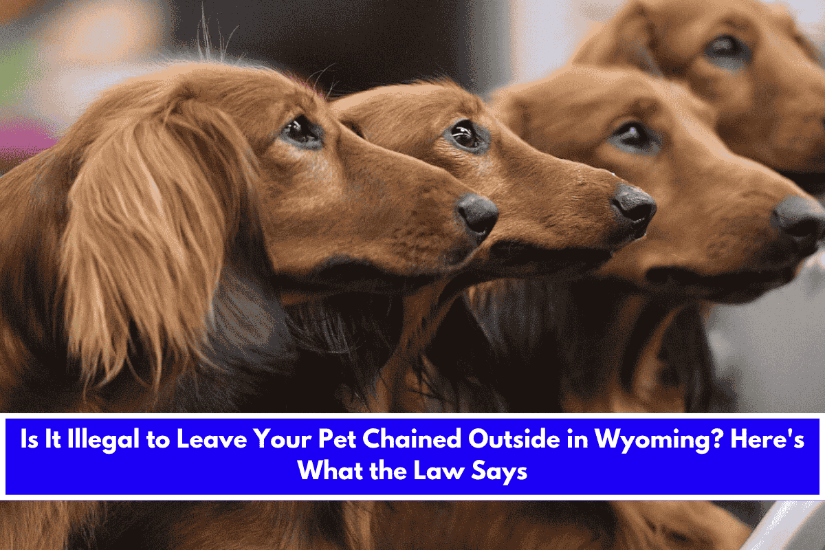 Is It Illegal to Leave Your Pet Chained Outside in Wyoming Here's What the Law Says