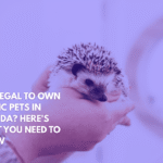 Is It Legal to Own Exotic Pets in Florida Here's What You Need to Know