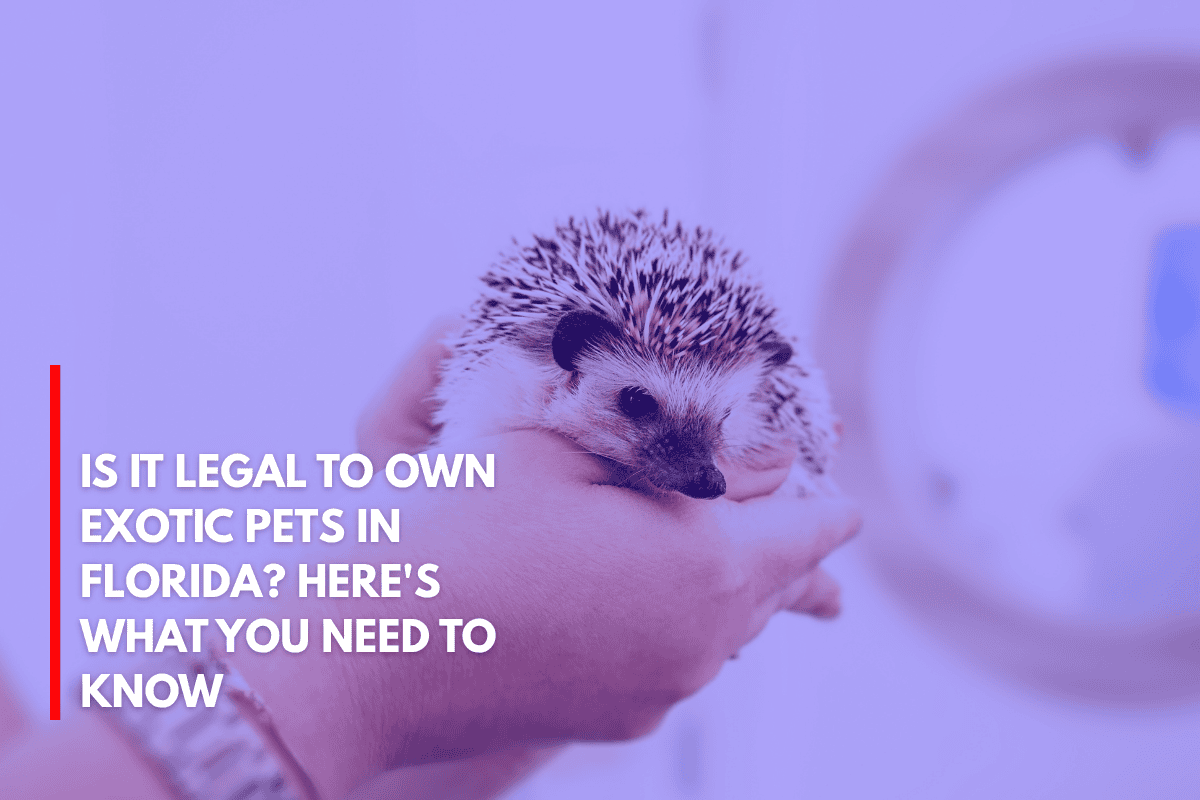 Is It Legal to Own Exotic Pets in Florida Here's What You Need to Know