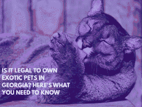 Is It Legal to Own Exotic Pets in Georgia Here's What You Need to Know