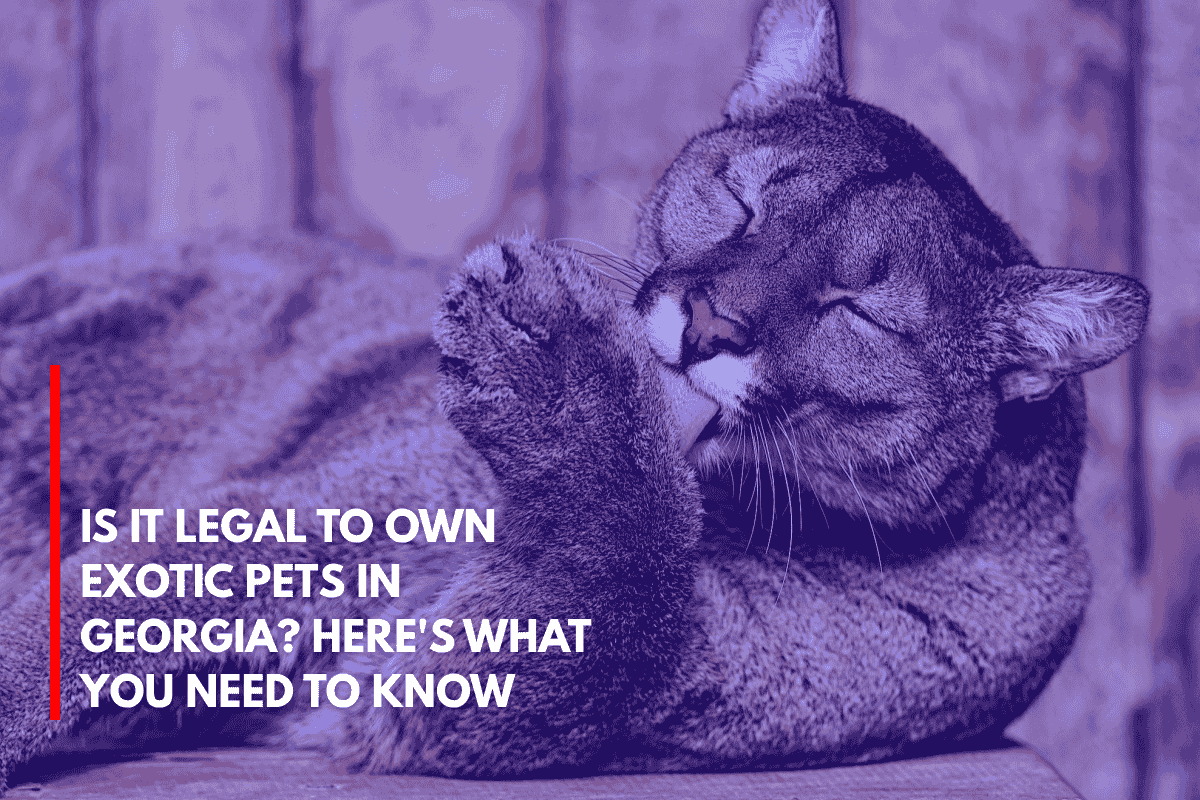 Is It Legal to Own Exotic Pets in Georgia Here's What You Need to Know
