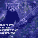 Is It Legal to Own Exotic Pets in Illinois Here's What You Need to Know