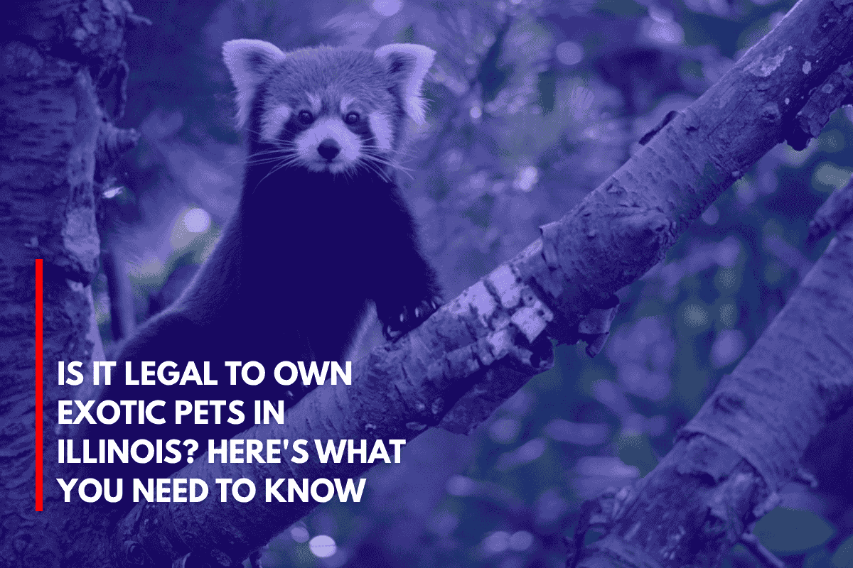 Is It Legal to Own Exotic Pets in Illinois Here's What You Need to Know