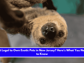 Is It Legal to Own Exotic Pets in New Jersey Here's What You Need to Know