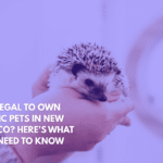 Is It Legal to Own Exotic Pets in New Mexico Here's What You Need to Know