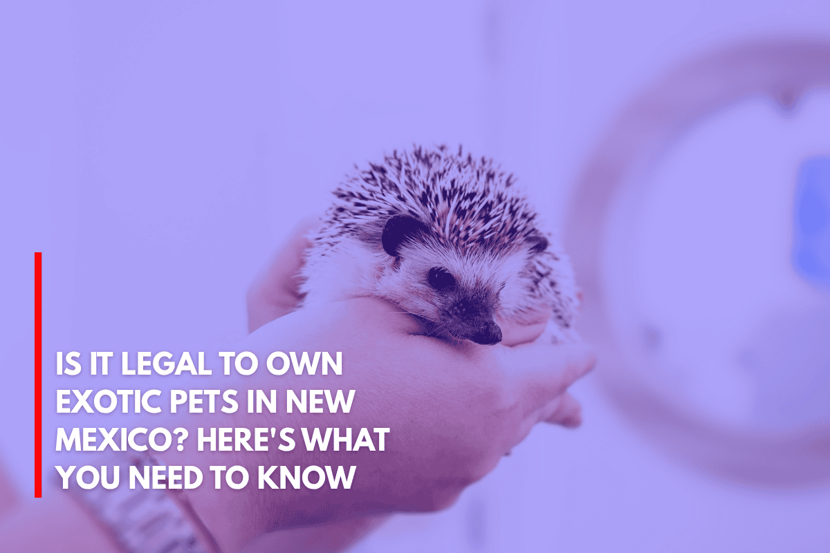 Is It Legal to Own Exotic Pets in New Mexico Here's What You Need to Know
