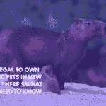 Is It Legal to Own Exotic Pets in New York Here's What You Need to Know