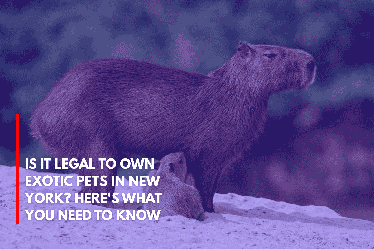 Is It Legal to Own Exotic Pets in New York Here's What You Need to Know