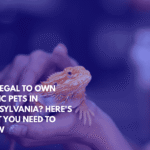 Is It Legal to Own Exotic Pets in Pennsylvania Here's What You Need to Know