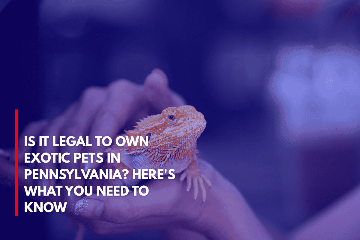 Is It Legal to Own Exotic Pets in Pennsylvania Here's What You Need to Know