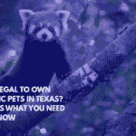 Is It Legal to Own Exotic Pets in Texas Here's What You Need to Know