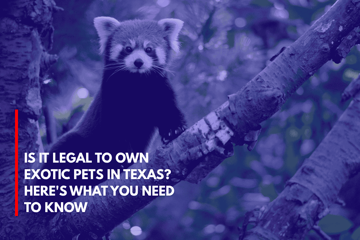 Is It Legal to Own Exotic Pets in Texas Here's What You Need to Know