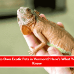 Is It Legal to Own Exotic Pets in Vermont Here's What You Need to Know