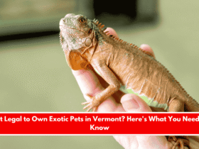 Is It Legal to Own Exotic Pets in Vermont Here's What You Need to Know