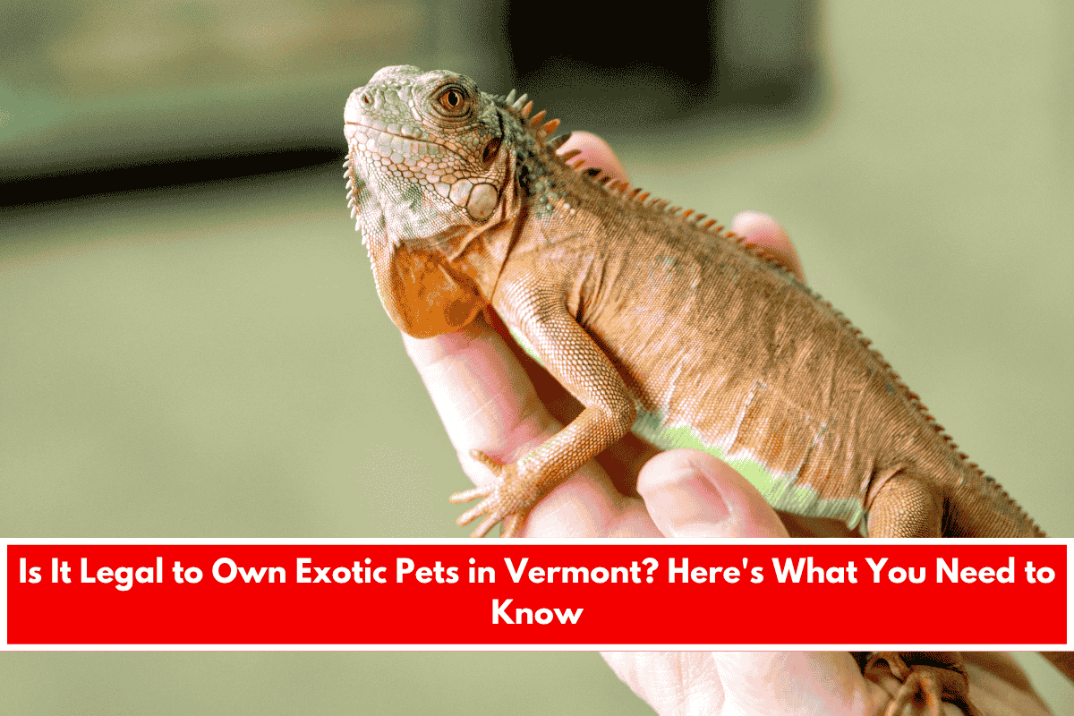 Is It Legal to Own Exotic Pets in Vermont Here's What You Need to Know