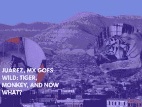 Juárez, MX Goes Wild Tiger, Monkey, and Now What