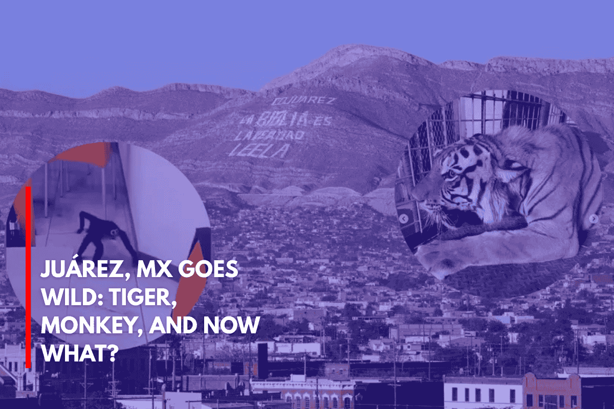 Juárez, MX Goes Wild Tiger, Monkey, and Now What