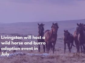Livingston will host a wild horse and burro adoption event in July