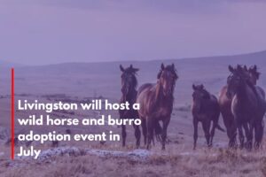Livingston will host a wild horse and burro adoption event in July