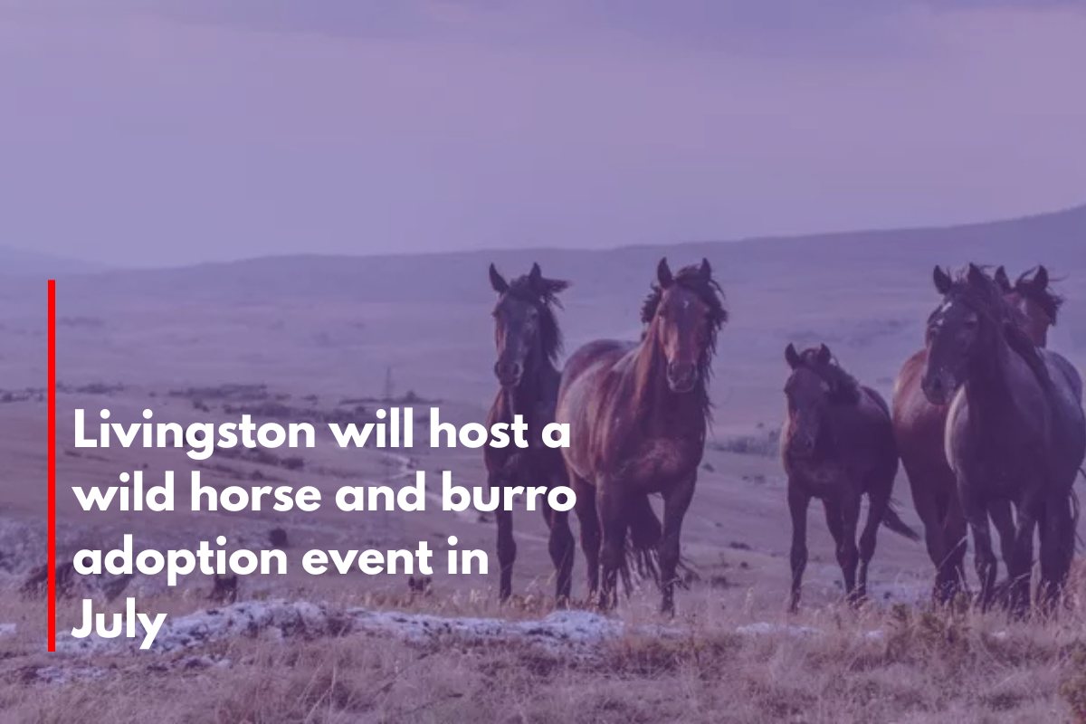 Livingston will host a wild horse and burro adoption event in July