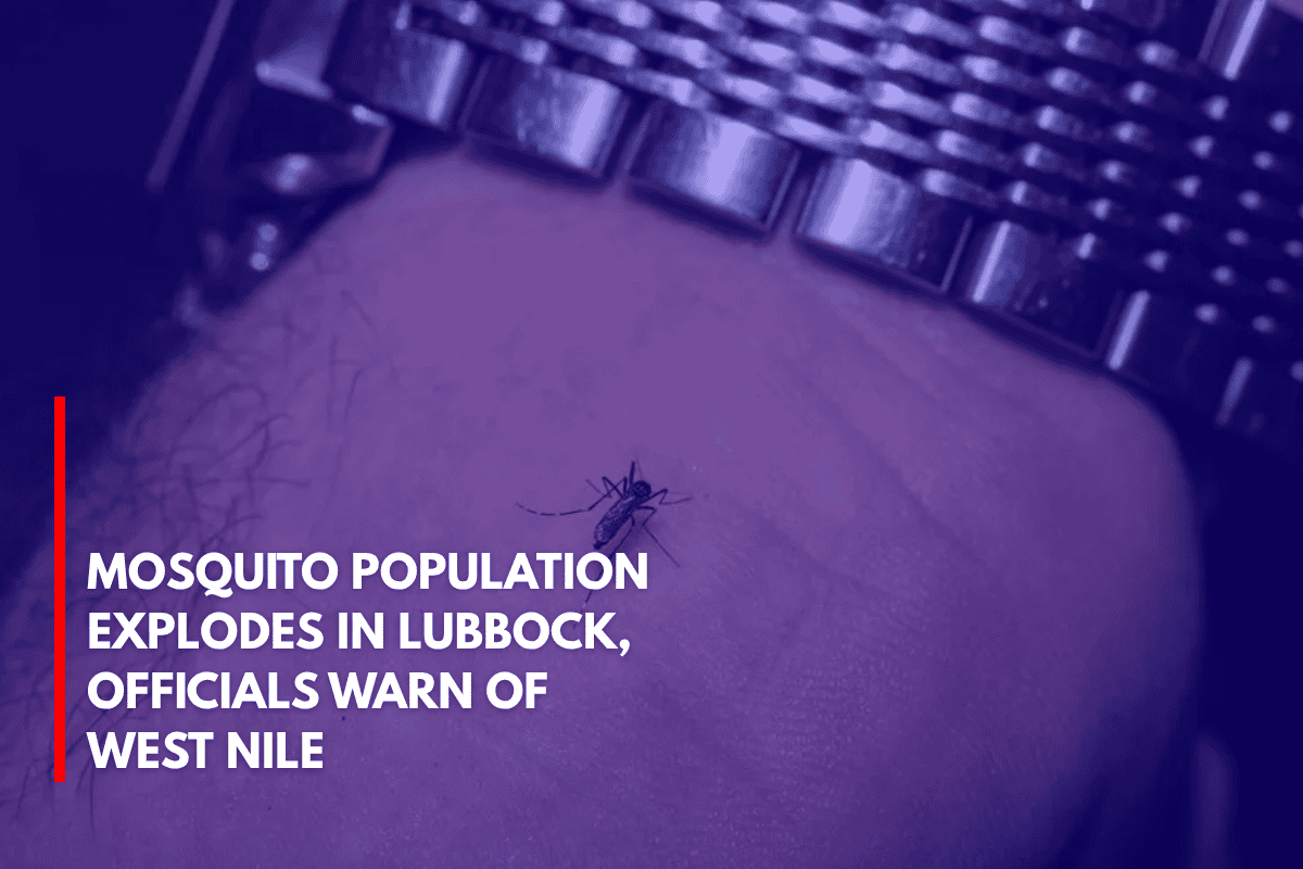 Mosquito Population Explodes in Lubbock, Officials Warn of West Nile