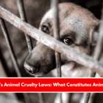 New York’s Animal Cruelty Laws What Constitutes Animal Abuse