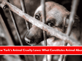 New York’s Animal Cruelty Laws What Constitutes Animal Abuse