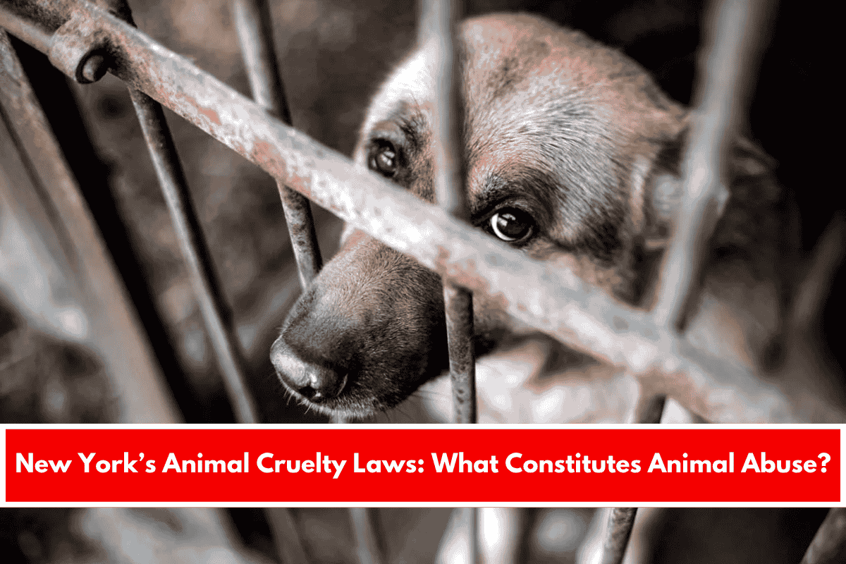 New York’s Animal Cruelty Laws What Constitutes Animal Abuse