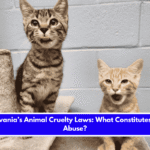 Pennsylvania’s Animal Cruelty Laws What Constitutes Animal Abuse