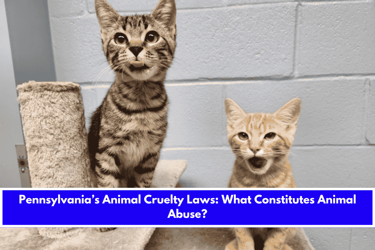 Pennsylvania’s Animal Cruelty Laws What Constitutes Animal Abuse