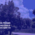 Picking Pecans in Texas Could Get You Sent to Jail