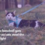 Texas baseball gets furry as cats steal the spotlight