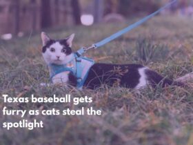 Texas baseball gets furry as cats steal the spotlight