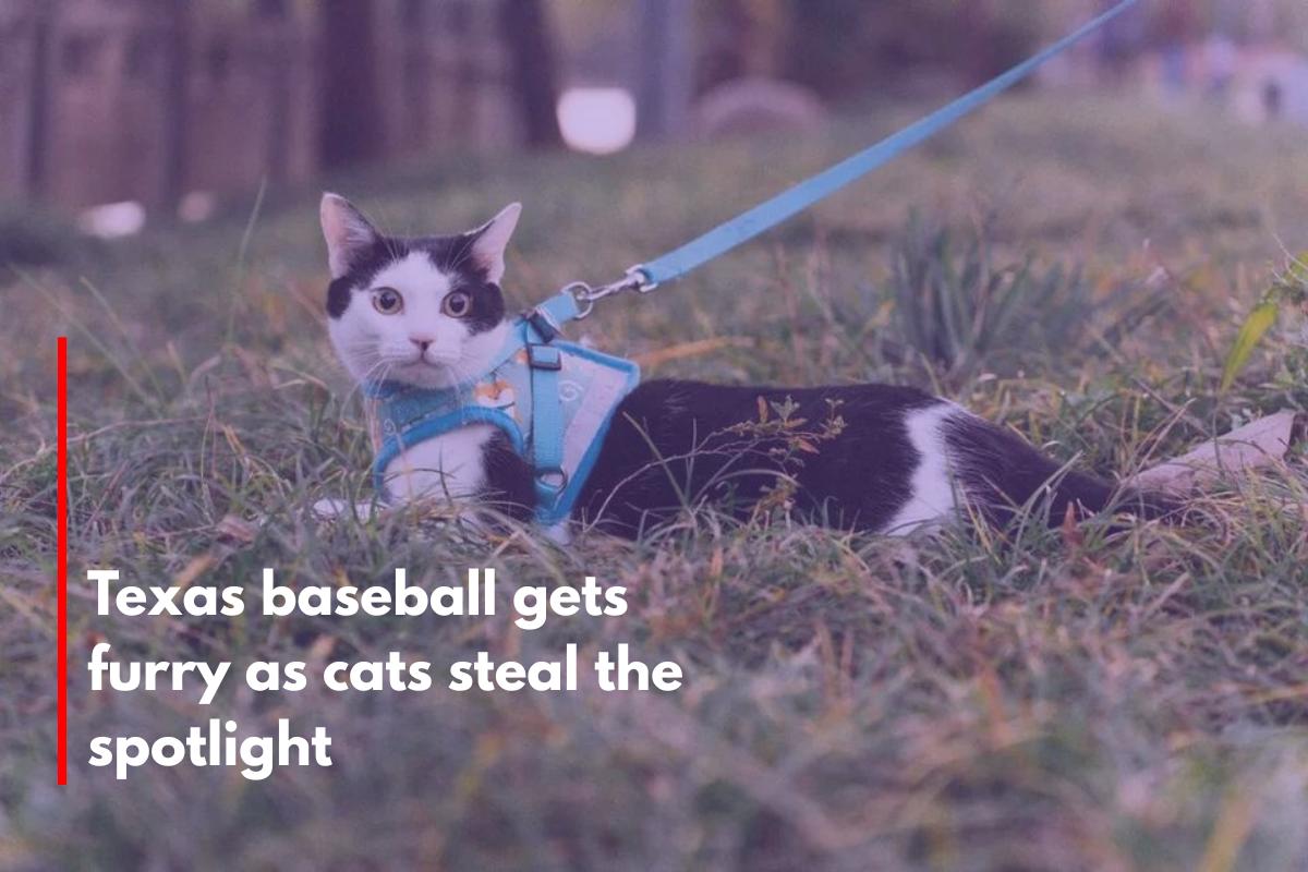 Texas baseball gets furry as cats steal the spotlight