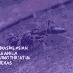 The Invasive Asian Needle Ant A Growing Threat in East Texas