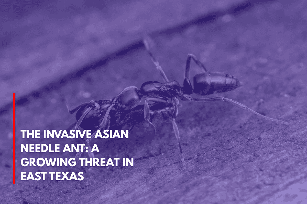 The Invasive Asian Needle Ant A Growing Threat in East Texas