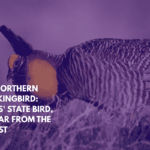 The Northern Mockingbird Texas' State Bird, But Far From the Rarest