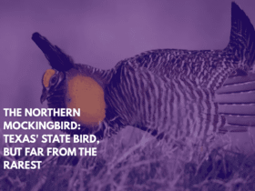 The Northern Mockingbird Texas' State Bird, But Far From the Rarest