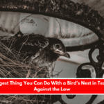 The Strangest Thing You Can Do With a Bird's Nest in Texas That Is Against the Law