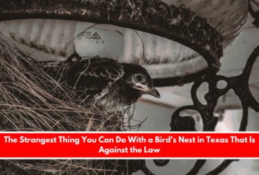 The Strangest Thing You Can Do With a Bird's Nest in Texas That Is Against the Law
