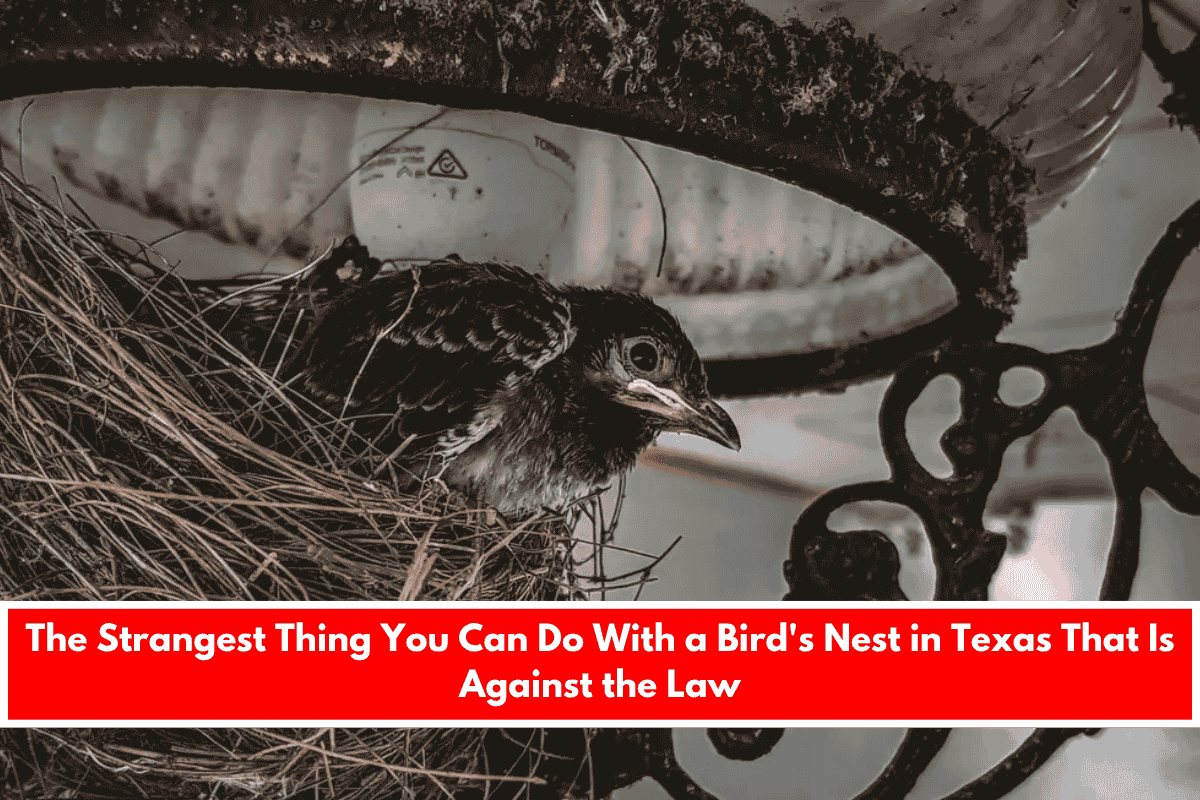 The Strangest Thing You Can Do With a Bird's Nest in Texas That Is Against the Law