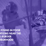 Tiger Found in Poor Conditions Near the Texas Border Neighborhood
