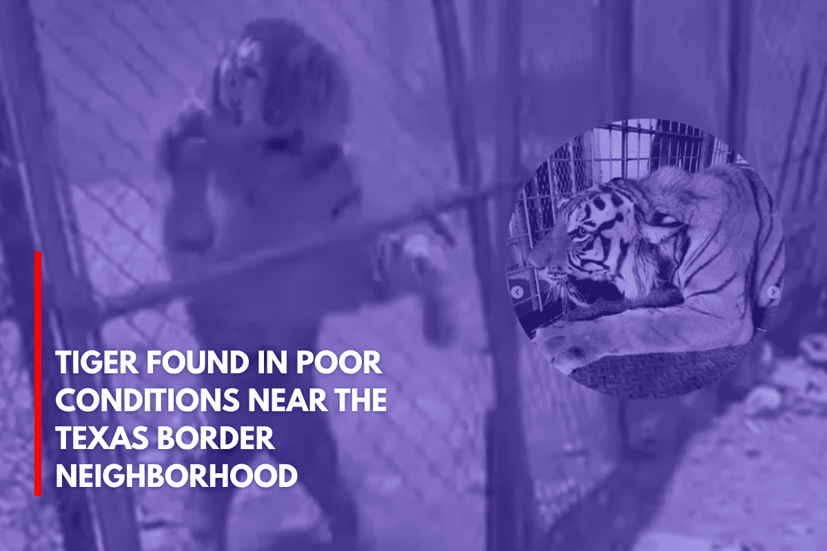 Tiger Found in Poor Conditions Near the Texas Border Neighborhood