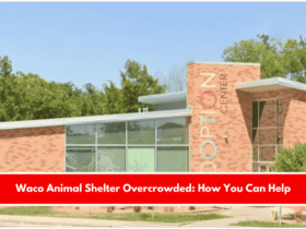 Waco Animal Shelter Overcrowded How You Can Help